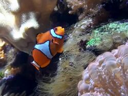 Nemo Clownfish Stock Footage