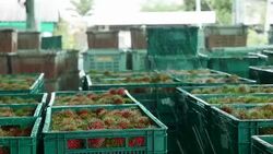 Rambutan in basket. Stock Footage