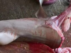 CU Man chopping dead and bloody decapitated shark head / Brunei, Brunei Darussalam Stock Footage