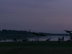European Cranes (Grus grus) coming in to land, Dehesa, Extremadura, Spain Stock Footage