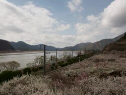 MS T/L View of Japanese apricot flower in full blossom with mountains and river at Sunmaewon / Yangsan, Gyeongsangnam do, South Korea Stock Footage