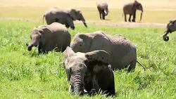 Elephants grazing at Amboseli Stock Footage