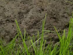 T/L grass growing around cow pat, track back, UK Stock Footage