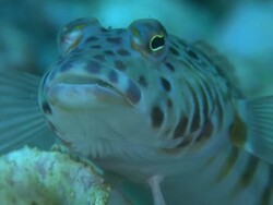 Sandperch (Parapercis sp.), portrait, Monad Shoa, Malapascua, Philippines Stock Footage