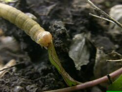 Caterpillar Stock Footage