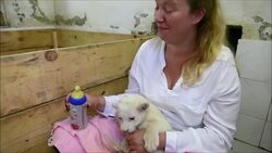 VOICED : Leones blancos nacen en Belgrado News Clip