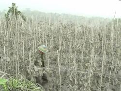 Man walks through his destroyed cucumber plot by heavy ash fall from Merapi volcano eruption; Indonesia. 7 November 2010 / AUDIO Stock Footage