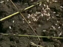 Time lapse - CU Garden Ants (Yellow Field Ant, Lasius flavus) moving pupae underground, England Stock Footage