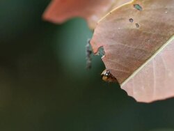 Caterpillar eating leaf Stock Footage