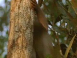 CU Macaque monkey climbing through branches, India Stock Footage