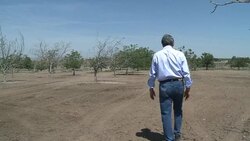 VOICED: Foie gras -- an endangered food in Califor News Clip