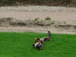 Group of women weeding the crops Stock Footage