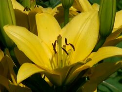 CU View of bloom yellow lily flower / Koblenz, Rhin bloomeland-Palatin bloomate, Germany Stock Footage