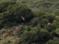 Vultures Stock Footage