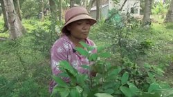 Cambodian farmers making money with butterflies Instructional Video