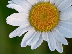 DS Macro shot of an oxeye daisy Stock Footage