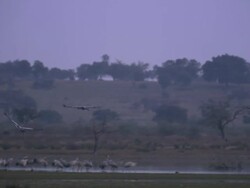 European Cranes (Grus grus) flying toward group on lake shore, landing, North East Extremadura in Dehesa. Stock Footage