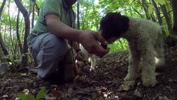 Dogs on the scent of truffles  Instructional Video