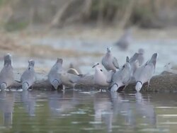 MS PAN TS Collard doves drinking from water hole  / Central Kalahari Game Reserve, Botswana Stock Footage
