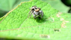 Spider eating worm Stock Footage