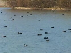 Wild ducks swimming in river Stock Footage