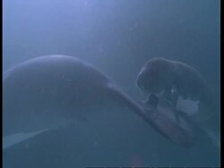 MS Underwater view of Manatee mother and calf swimming together, South America Stock Footage