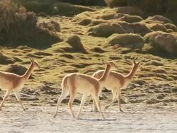MS TS Shot of group of Vicunia, Vicugna walking on altiplano in Andes mountains / San Pedro de Atacama, Norte Grande, Chile Stock Footage