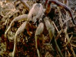 Wolf spider (family Lycosidae) male pulling on threads, signalling to female in burrow, Andalusia, Southern Spain Stock Footage