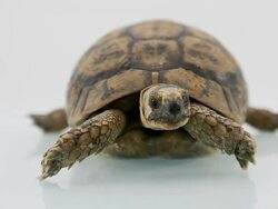 Turtle Stock Footage