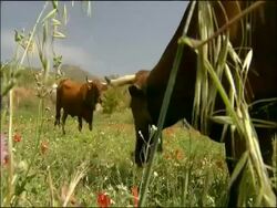 Cattle grazing in meadow, Alcaucin, Malaga, Andalusia, Southern Spain. Retinta cattle: They are an endemic Spanish breed used for the last 2000 years or more and found through the southern provinces of Extremadura and Andalucia. Stock Footage