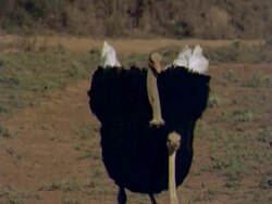 High speed Ostrich (Struthio camellus) mating, male mounts and starts waving head, Namaqualand, South Africa Stock Footage