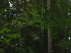 MS TU Reflection of trees in water / Cortes, British Columbia, Canada  Stock Footage