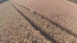 Having Fun In A Wheat Field - Stock Video Stock Footage
