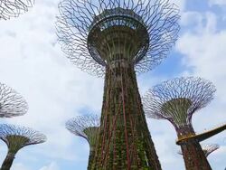 WS TL Supertrees in Gardens by the bay with clouds passing  Stock Footage