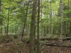 Forest flythrough Stock Footage