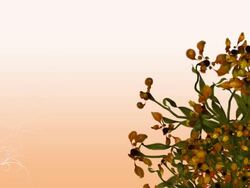 Flower Growth Series Stock Footage