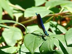 Blue dragonfly on the forest Stock Footage