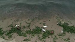 VOICED : Toneladas de peces mueren en Rio News Clip