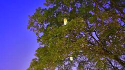 Lamps on the tree Stock Footage