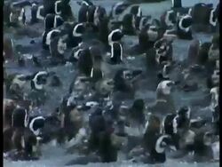 MS Colony of Magellanic penguins splashing in water as they leave the shoreline, Antarctica Stock Footage