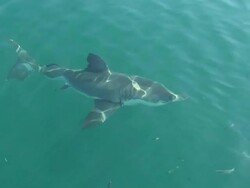 Great White Shark (Carcharodon carcharias) Stock Footage