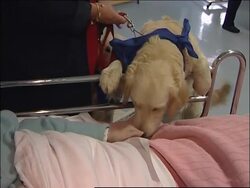 Dogs tour hospital wards to help with patient care Instructional Video