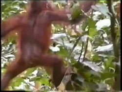 Orang Utan (Pongo pygmaeus) in tree climbing up with legs, Sabah, Malaysia, Borneo Stock Footage