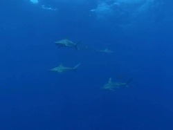 MS Shot of Blacktip shark aggregation swimming in open water with sunlight filtering through water surface / Aliwal Shoal, Kwa Zulu Natal, South Africa Stock Footage