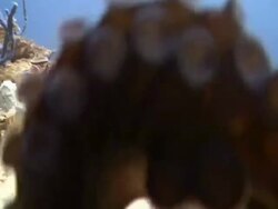 Octopus touching lens with tentacle, Landaa Giraavaru, Maldives Stock Footage