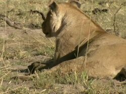 CU Shot of lioness resting and licking lips / Okavango Delta, North-West District, Botswana Stock Footage