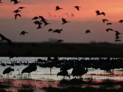 MS shot of sandhills cranes (Grus canadensis) standing in a pond at sunrise as geese land in the background Stock Footage