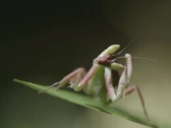 Orchid mantis grooming itself on flower Stock Footage