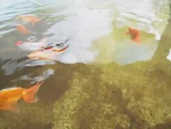 Goldfish pond. Stock Footage