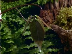 T/L Dipteryx seedling growth, pulsating, natural background, Panama. Stock Footage